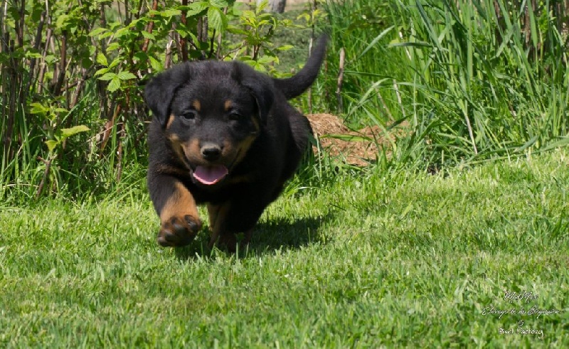 de la bergeraine - Chiots disponibles - Berger de Beauce